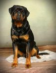 rottweiler hane SKK