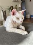 Devon Rex utlånas/omplaceras