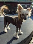 Chinese crested dog SKK