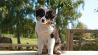 Australian Shepherd tik Leveransklar