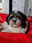 Shih Tzu lhapso tibetansk blanras