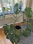 STOR Monstera 140 cm hög