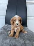 Multigeneration Labradoodle Mini/ Medium