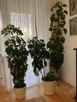 Schefflera Paraplyaralia. 2 st 