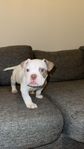 American bully exotic