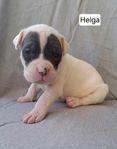 American bully valpar (XL)