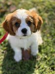 Cavalier king Charles valp med stamtavla 