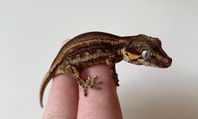 Gargoyle Gecko 0.0.1