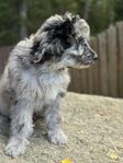 Aussiedoodle F1b valpar Leveransklara 