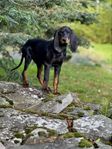 Black and tan Coonhound valpar 