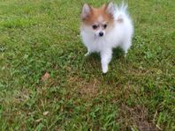 Pomeranian valp