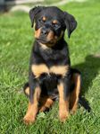 Rottweiler tik 3 mån eft heltyska linjer