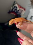 ögonfransgecko bebis 