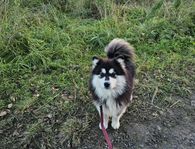 Finsk lapphund hane 1år