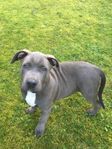 American bully xl valp