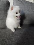 Pomeranian 