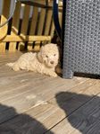 75% lagotto 