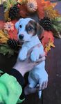 Jack Russell Terrier valp 