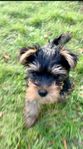 Renrasig svenskfödd valp (8 veckor) Yorkshireterrier 