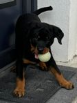 rottweiler valp skk