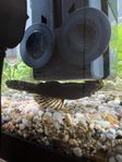 Fisk till akvarium - Ancistrus mal / Bristlenose catfishes