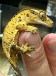 Ögonfransgecko dalmatiner ungar, importerad pappa (Tyskland