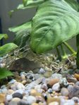 Fisk till Akvarium - Sterbai pansarmal / Sterba's corydoras