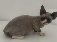 DEVON REX HONA