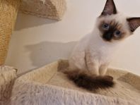 blandras kattunge Ragdoll/Birma (hona)