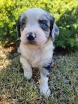 Miniature american shepherd-springel spaniel valpar