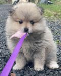 Pomeranian / Hane