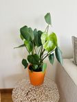 Monstera växt med kruka!