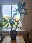 Dracena krukväxt