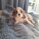 Ljuvlig Cavalier king Charles spaniel hanvalp