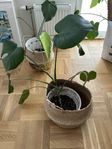 Monstera, plantor, med krukor och korgar