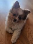 pomchi papillon 