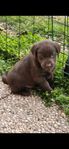 Labrador retriver bruna valpar