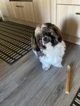 shih tzu/ Lhasa apso