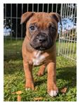 Renrasig staffordshire bullterrier tik valp 