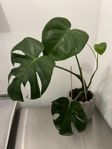 Monstera GRATIS 