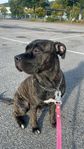 Cane Corso mix 