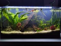 komplett akvarium med fiskar och räkor 