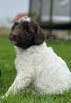 Australian Labradoodle (multigeneration)