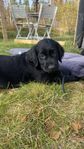 Flatcoated Retrie valpar