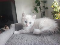 Birma/Ragdoll kattungar 