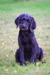 Labradoddle hane 12 veckor