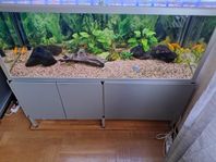 Akvarium 300l