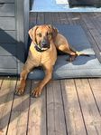 1-årig Rhodesian Ridgeback tik 