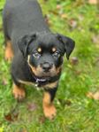 ROTTWEILER VALP