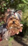 Yorkshireterrier hane till avel 